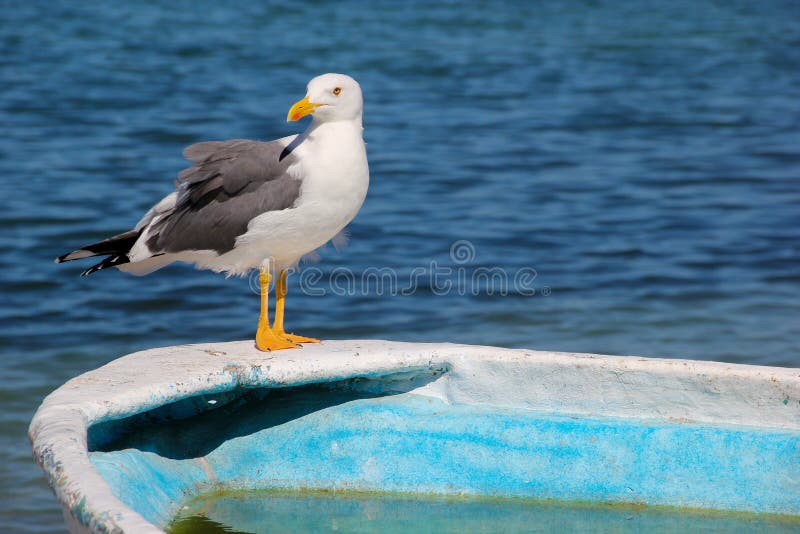 Seagull που στέκεται το πλήρες σώμα στην άκρη του τυρκουάζ αλιευτικού σκάφους στοκ φωτογραφίες Seagull που στέκεται το πλήρες σώμα στην άκρη του τυρκουάζ αλιευτικού σκάφους στοκ φωτογραφίες