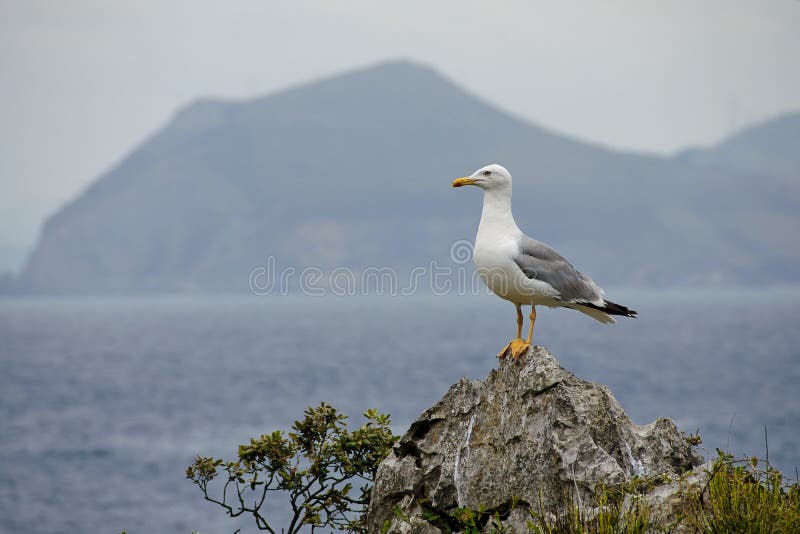 Seagull σε έναν βράχο στοκ φωτογραφία με δικαίωμα ελεύθερης χρήσης Seagull σε έναν βράχο στοκ φωτογραφία με δικαίωμα ελεύθερης χρήσης