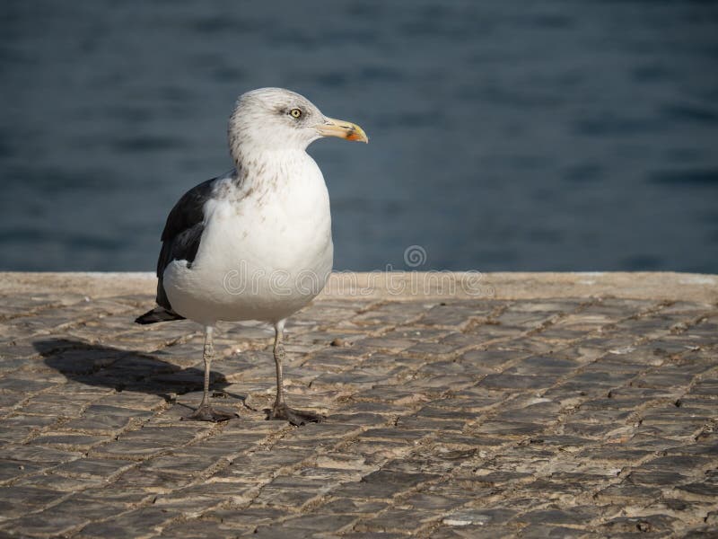 Seagull στην αλιεία του λιμένα του Λάγκος στοκ φωτογραφίες με δικαίωμα ελεύθερης χρήσης Seagull στην αλιεία του λιμένα του Λάγκος στοκ φωτογραφίες με δικαίωμα ελεύθερης χρήσης