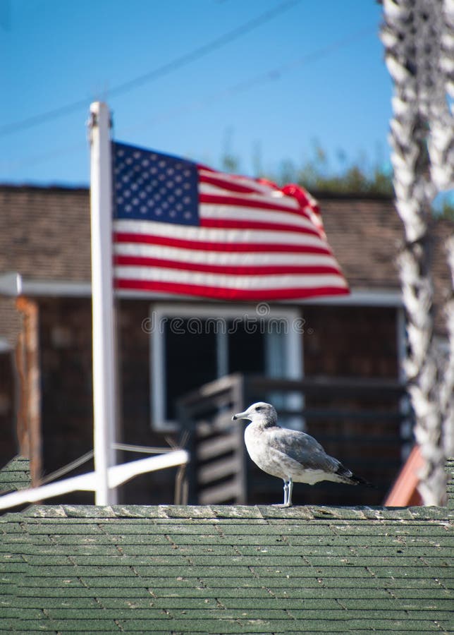 Seagull στην κορυφή μιας πράσινης στέγης βοτσάλων με μια θολωμένη αμερικανική σημαία που πετά στο υπόβαθρο στοκ εικόνα με δικαίωμα ελεύθερης χρήσης Seagull στην κορυφή μιας πράσινης στέγης βοτσάλων με μια θολωμένη αμερικανική σημαία που πετά στο υπόβαθρο στοκ εικόνα με δικαίωμα ελεύθερης χρήσης