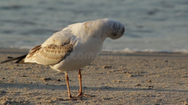 Seagull στο ηλιοβασίλεμα