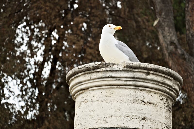 Seagull υπόλοιπα σε μια μαρμάρινη στήλη Υπόβαθρο φύλλων δέντρων στοκ φωτογραφία με δικαίωμα ελεύθερης χρήσης Seagull υπόλοιπα σε μια μαρμάρινη στήλη Υπόβαθρο φύλλων δέντρων στοκ φωτογραφία με δικαίωμα ελεύθερης χρήσης