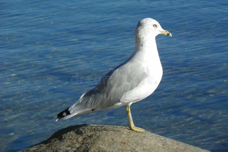 Seagullanseendet vaggar på arkivfoto Seagullanseendet vaggar på arkivfoto