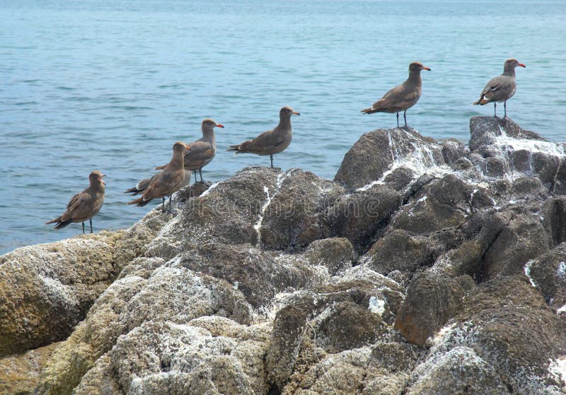 Seagulls