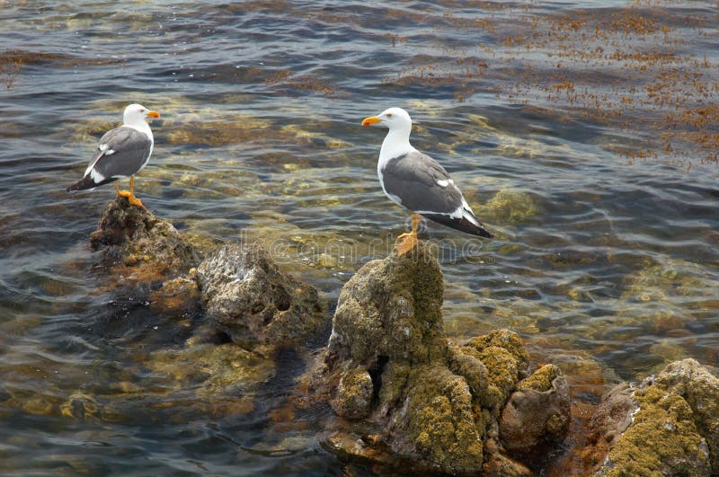 Seagulls