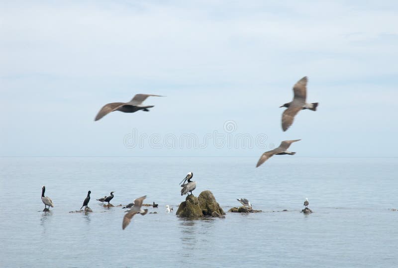 Seagulls