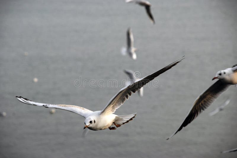 Seagulls