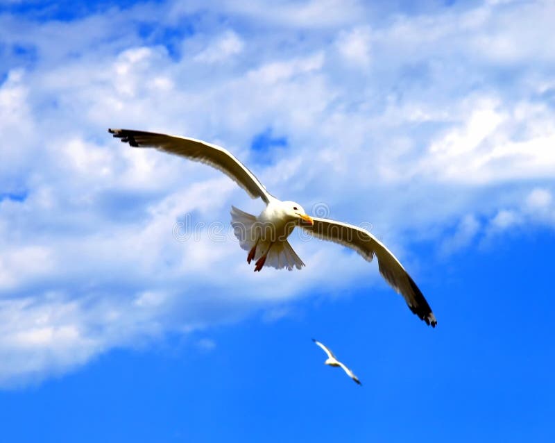 Seagulls