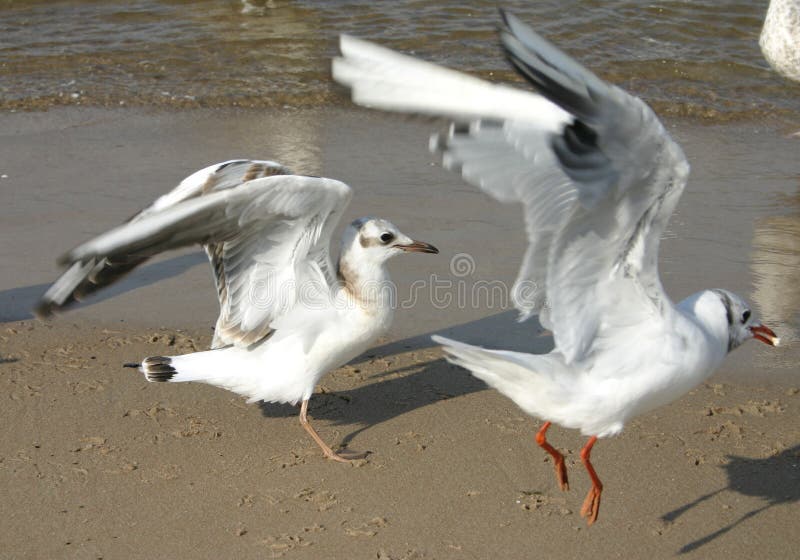 Seagulls 2