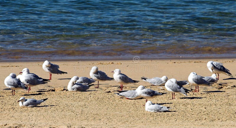 Group of Seagulls at the Shore