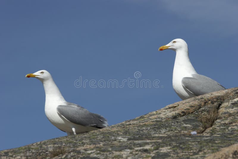 Seagulls