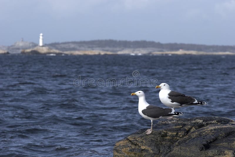 Seagulls