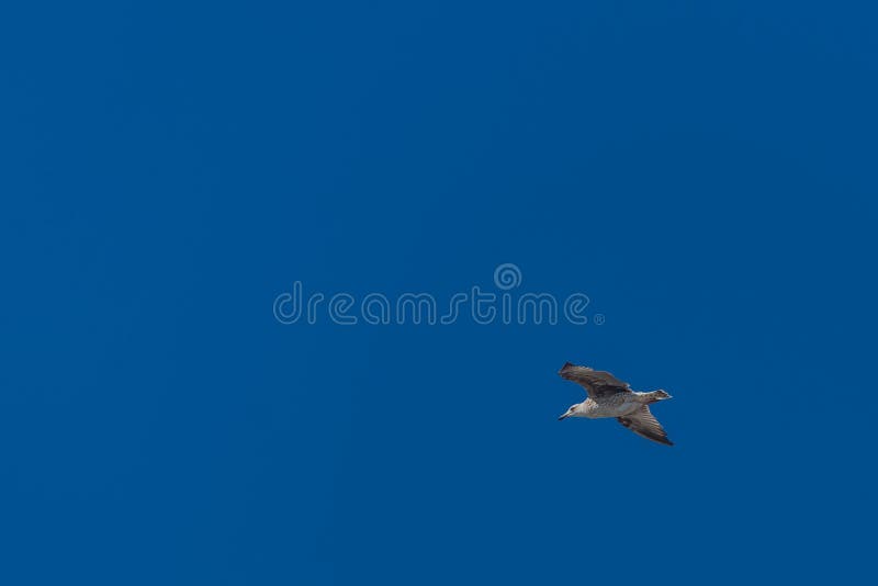 Seagulls against the blue sky royalty free stock photo Seagulls against the blue sky royalty free stock photo