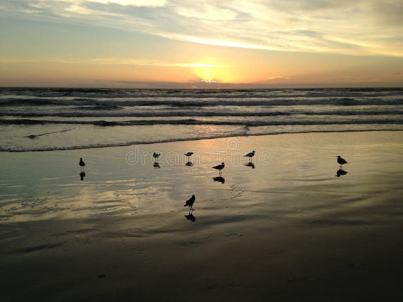 Seagulls on Atlantic Ocean Beach during Dawn.