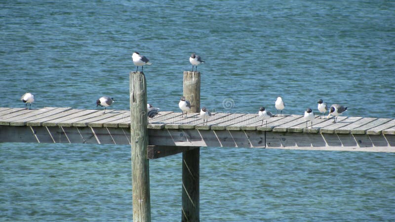 Group of seagulls perched in different spots on a wooden walkway over a waterway, awaiting dinner. Group of seagulls perched in different spots on a wooden walkway over a waterway, awaiting dinner.