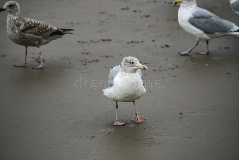 Seagulls on the Beach Trying To Get Some Food Stock Image Biology Diagrams