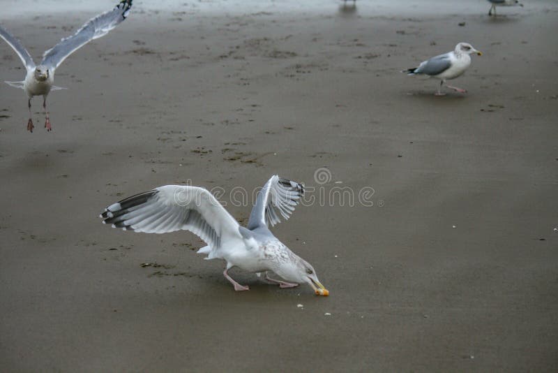 Seagulls on the Beach Trying To Get Some Food Stock Image Biology Diagrams