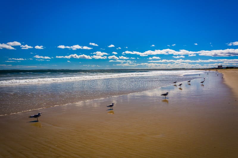 Seagulls on the beach in Old Orchard Beach, Maine.