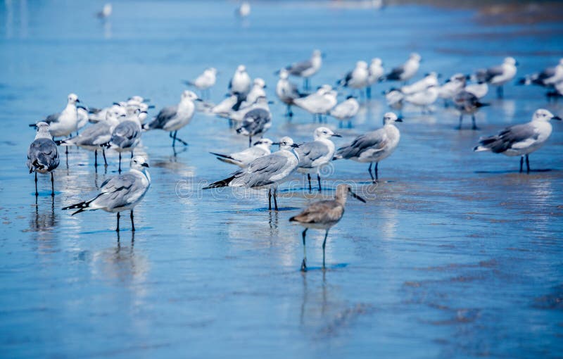 Seagulls and other shorebirds stand in the receding waves along the beach shore. Seagulls and other shorebirds stand in the receding waves along the beach shore.