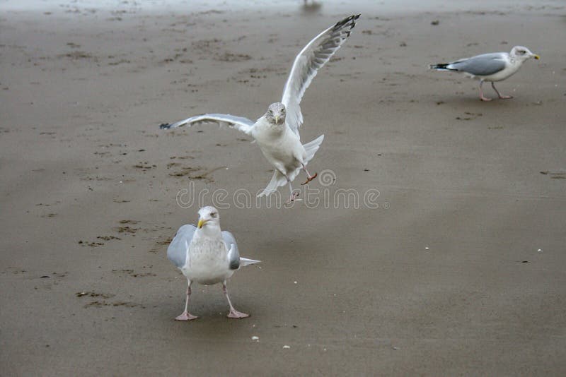 Seagulls on the Beach Trying To Get Some Food Stock Image Biology Diagrams