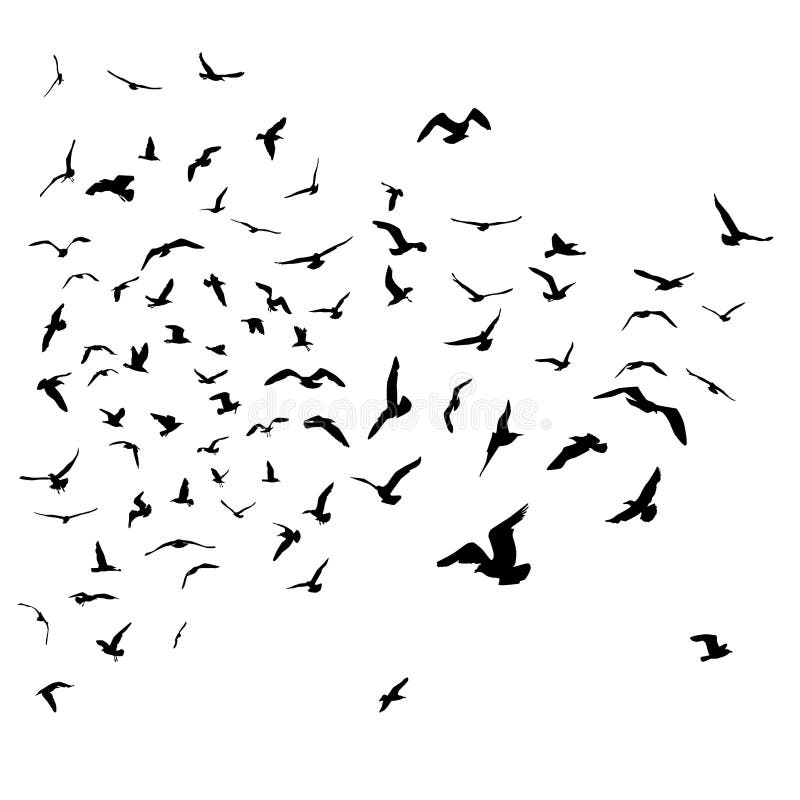 Seagulls Black Silhouette on Isolated White Background. Vector Stock ...