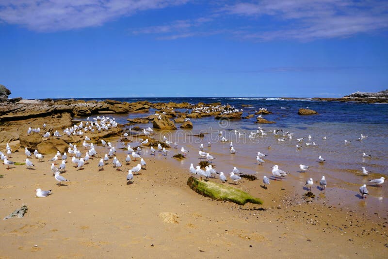 Gathering of gull on the rocky and sandy shore of the New South Wales Coastline. Gathering of gull on the rocky and sandy shore of the New South Wales Coastline.