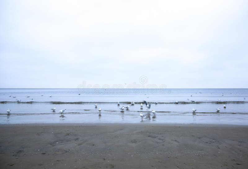 Seagulls on the cold beach. Birds in winter season at the seaside. Nature concept