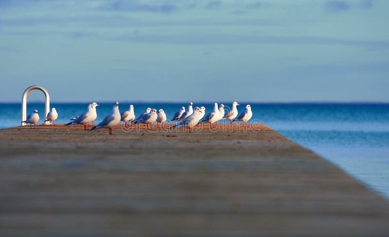 Group of seagulls standing facing to the side in a sunny area at the opposite end of a wooden pier overlooking the Baltic Sea in Denmark. Group of seagulls standing facing to the side in a sunny area at the opposite end of a wooden pier overlooking the Baltic Sea in Denmark.