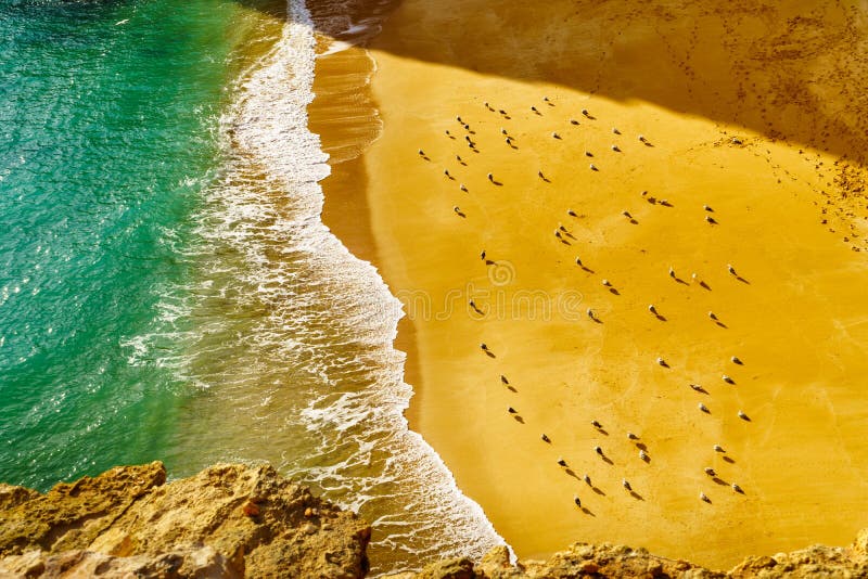 Seagulls gathered at the beach to enjoy the setting sun - View from a cliff down to the vibrant orange beach and green water, waves coming in. Seagulls gathered at the beach to enjoy the setting sun - View from a cliff down to the vibrant orange beach and green water, waves coming in