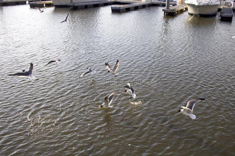 Somebody sprayed some crumbles of bread, and seagulls are gathering here and make a lot of noises. Somebody sprayed some crumbles of bread, and seagulls are gathering here and make a lot of noises.