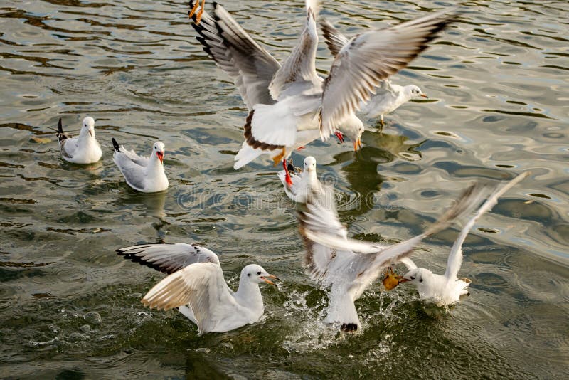 Seagulls fight for food on the water10