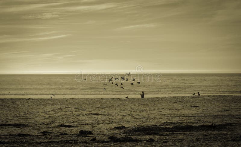 Seagulls fighting for food, Carmel California royalty free stock photos Seagulls fighting for food, Carmel California royalty free stock photos