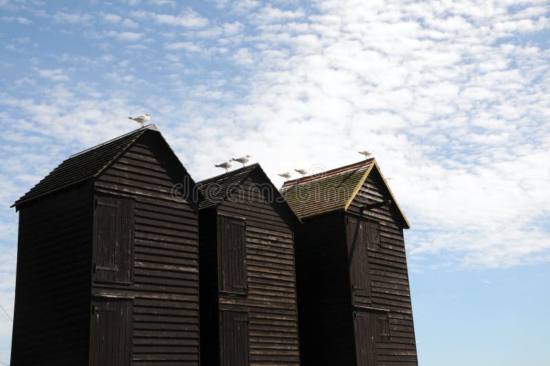 Seagulls on fishing huts, Hastings