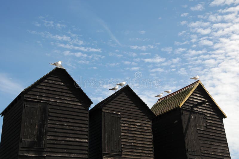 Seagulls on fishing huts, Hastings