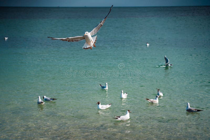 Seagulls are Float and Fly Over the Sea Surface Stock Photo Image of