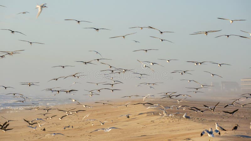 Gathering of many seagulls at the beach early in the morning. Gathering of many seagulls at the beach early in the morning.