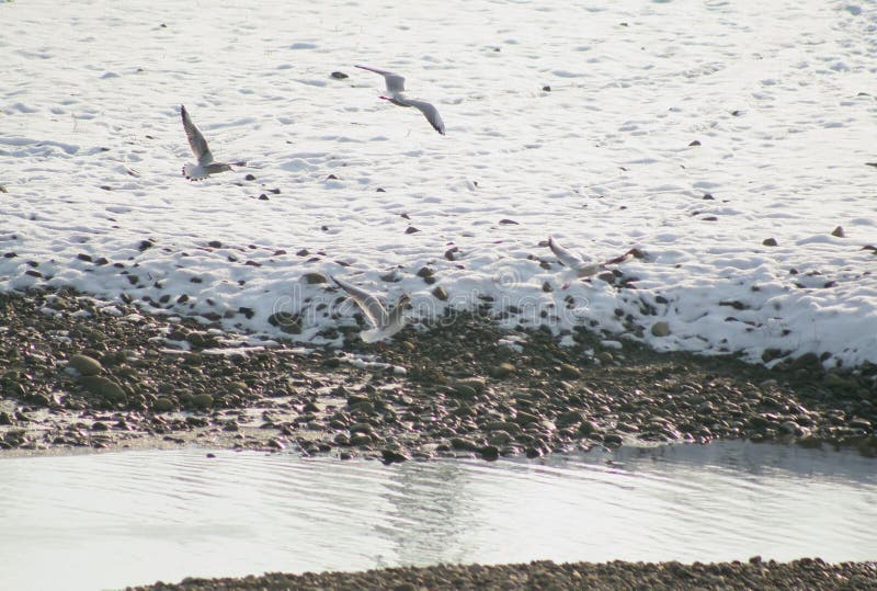 Seagulls flyger över vattnet av en liten flod royaltyfria bilder Seagulls flyger över vattnet av en liten flod royaltyfria bilder