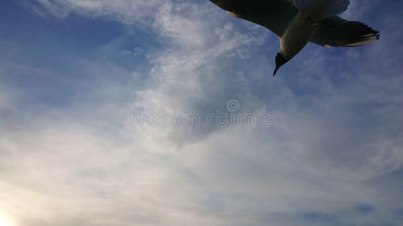 Seagulls flying against blue sky 960 fps super slow motion.