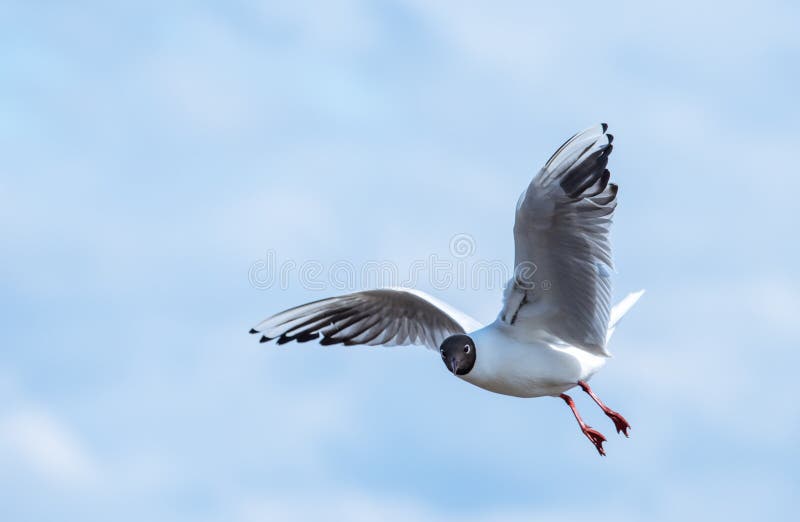 Seagulls flying on blue sky with white clouds