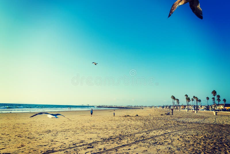 Seagulls flying in Newport Beach stock photography