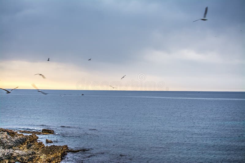 Seagulls flying over Alghero coastline stock image