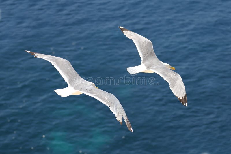 Seagulls flying