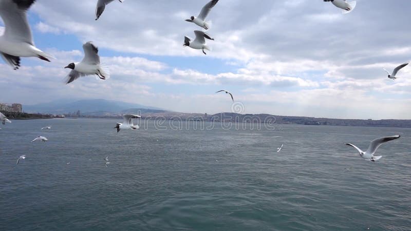 Seagulls Flying In Sky Cloudy Day