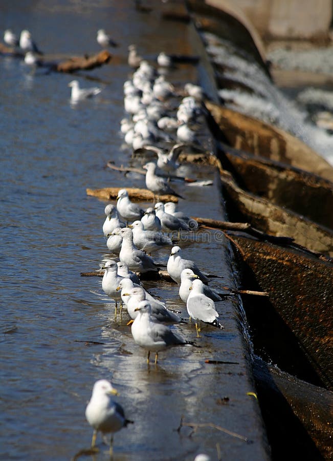 Seagulls gathered at the dam. Seagulls gathered at the dam.