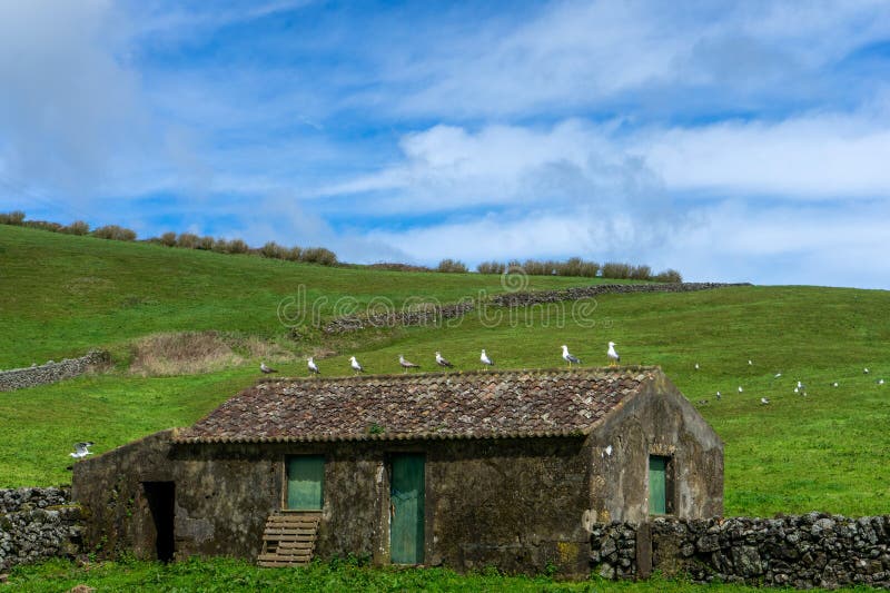 Seagulls gracefully gathering atop a rustic stone house in the Azores, embodying island tranquility and natural beauty. Seagulls gracefully gathering atop a rustic stone house in the Azores, embodying island tranquility and natural beauty.