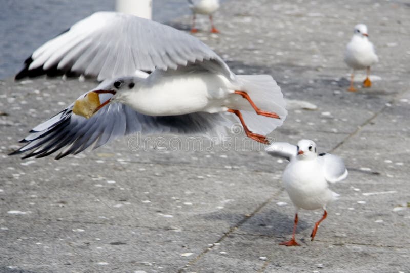 Seagulls in Hamburg