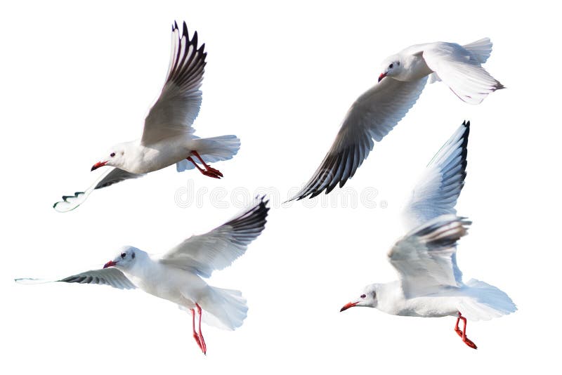 Seagulls lata styl Odizolowywającego na białym tle obraz stock