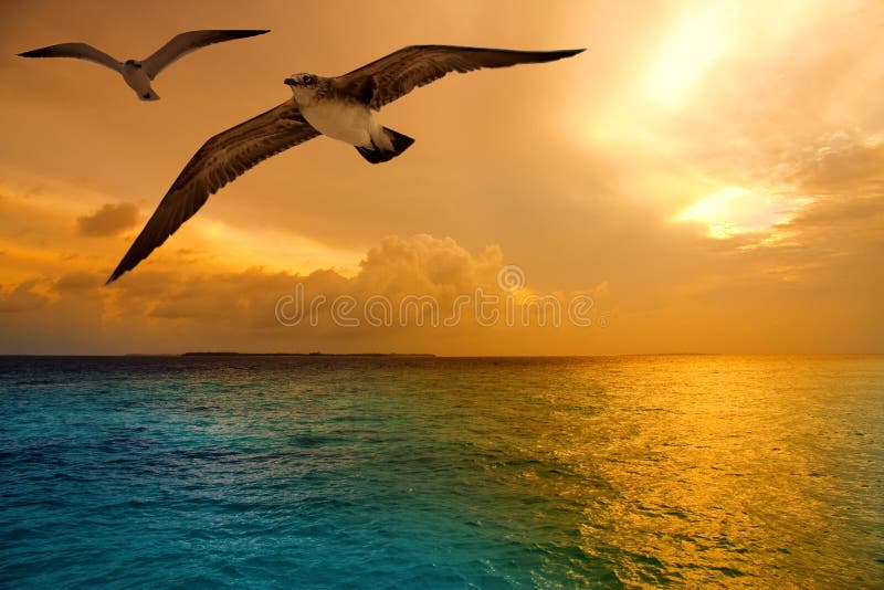 seagulls latający denny zmierzch zdjęcie stock seagulls latający denny zmierzch zdjęcie stock