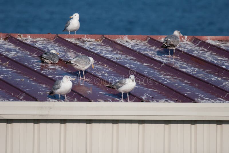 Seagulls atop a roof that is messed up with their excrement. Seagulls atop a roof that is messed up with their excrement