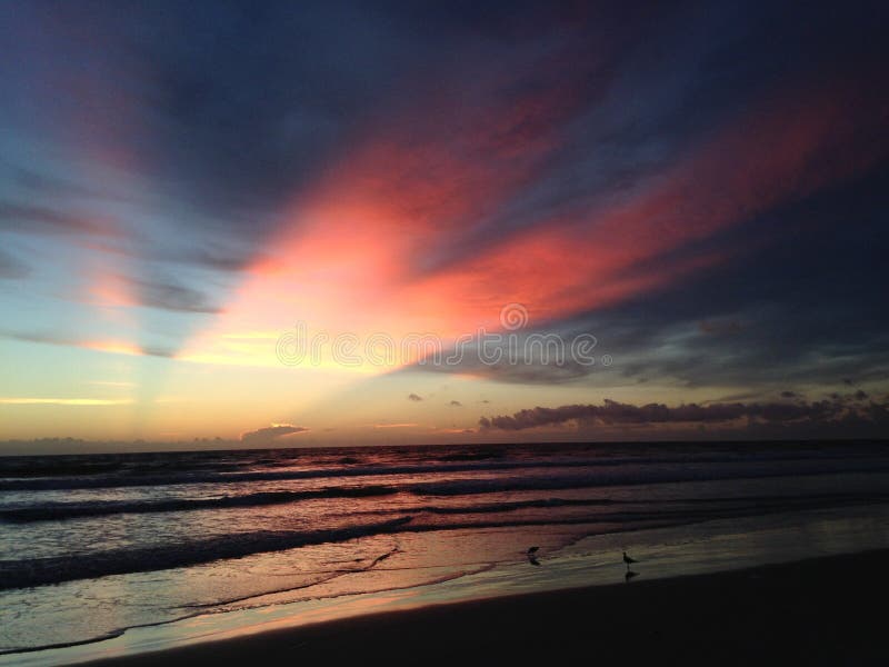 Seagulls na Atlantyckiej ocean plaży podczas błękita świtu z Zmierzchowymi promieniami